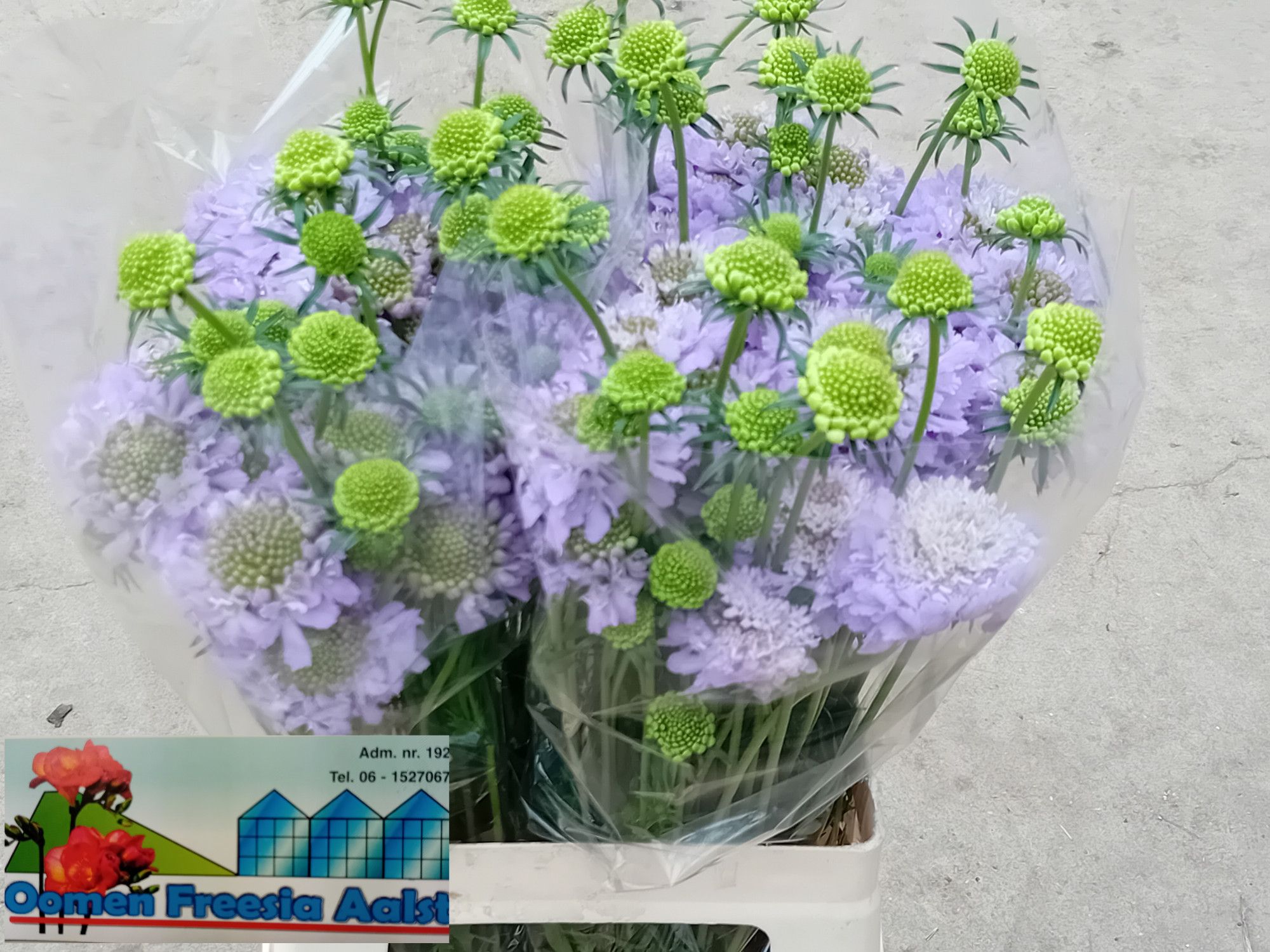 Скабиоза Фокал Лавендер Скуп 55, шт.