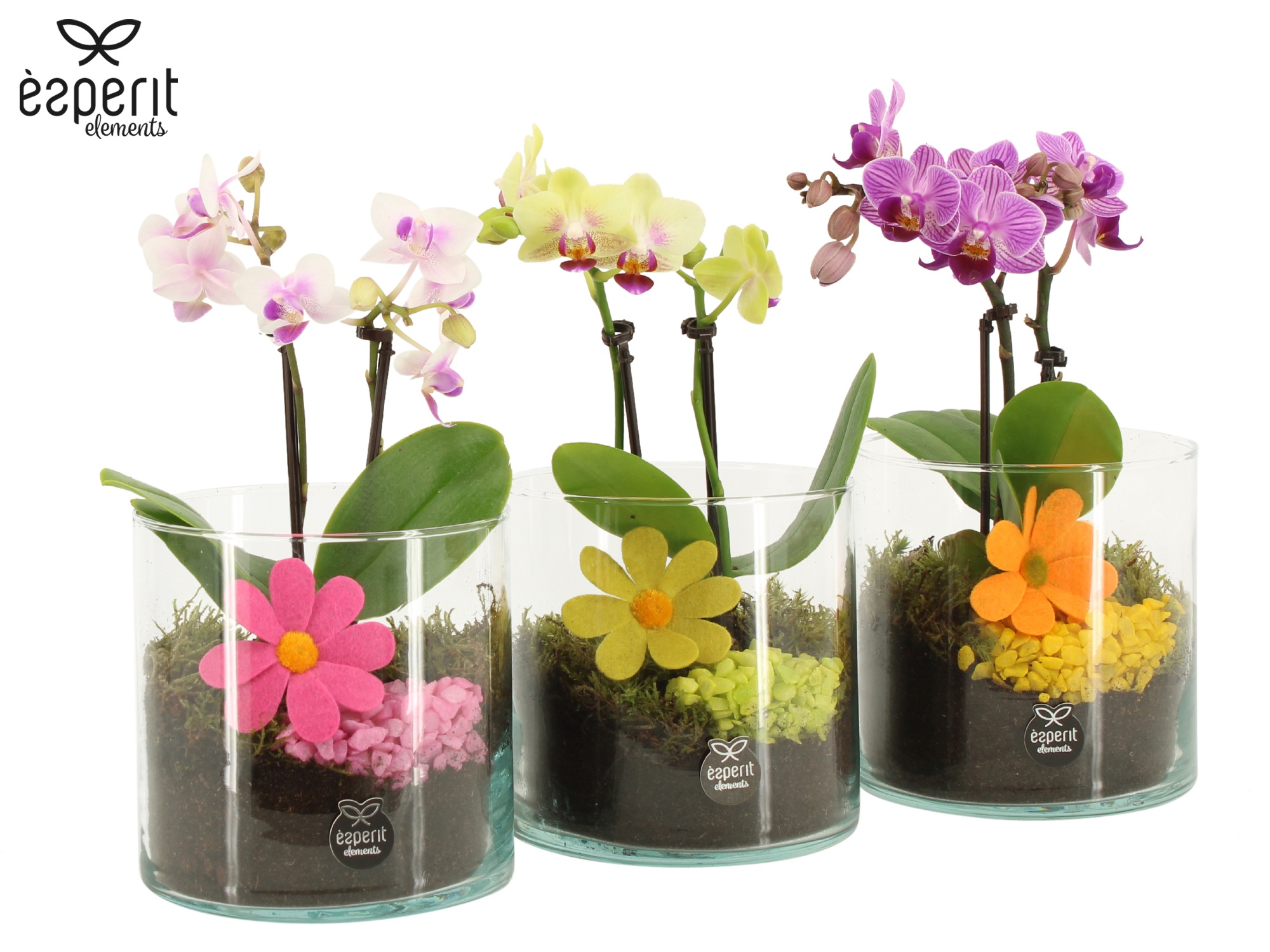 31743: Reinvention arrangement, D 12