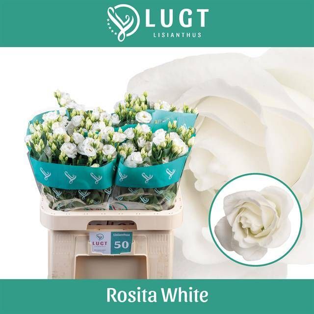 Эустома Розита Вайт 70 (бел.), шт.