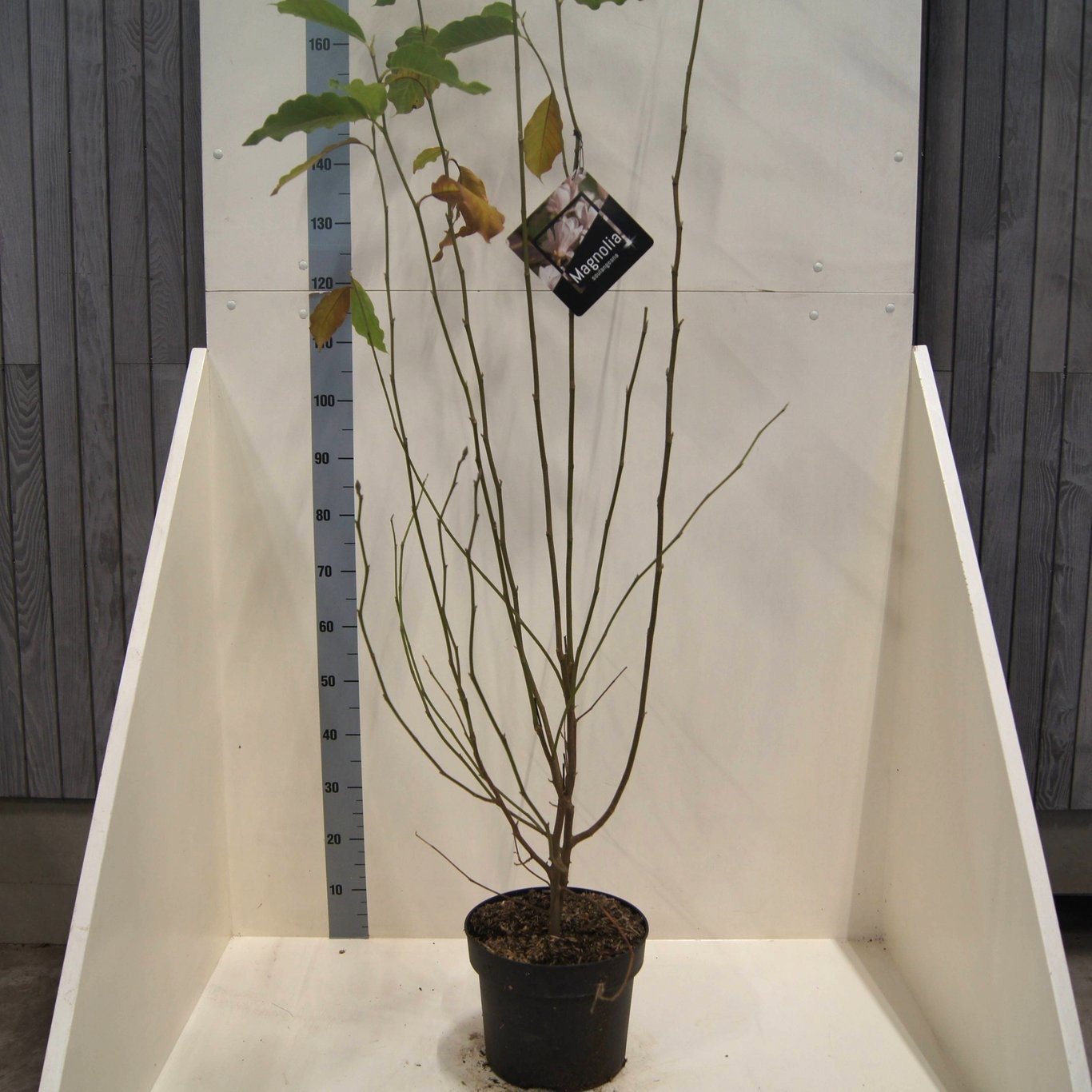 Magnolia soulangeana, D 28