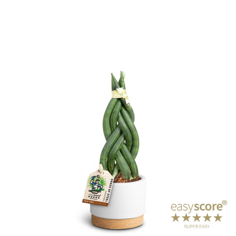 Woodbase White, Sansevieria ´Braid´, D 7 cm
