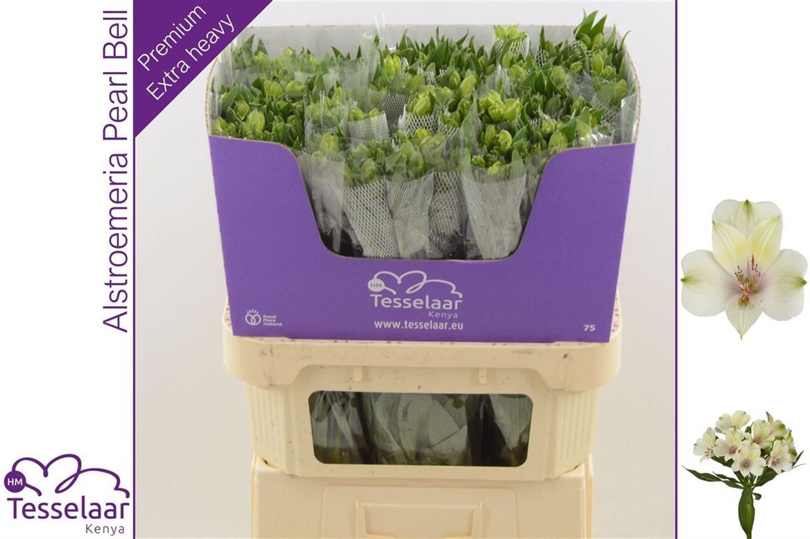 Альстромерия Перл Бэлл (бел.), шт.
