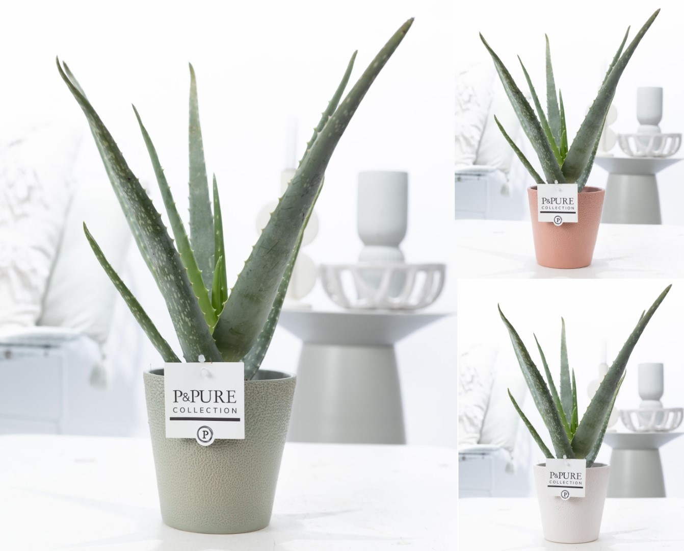 Aloe Vera in P&PURE Ruby ceramics ass. 3, D 12 cm