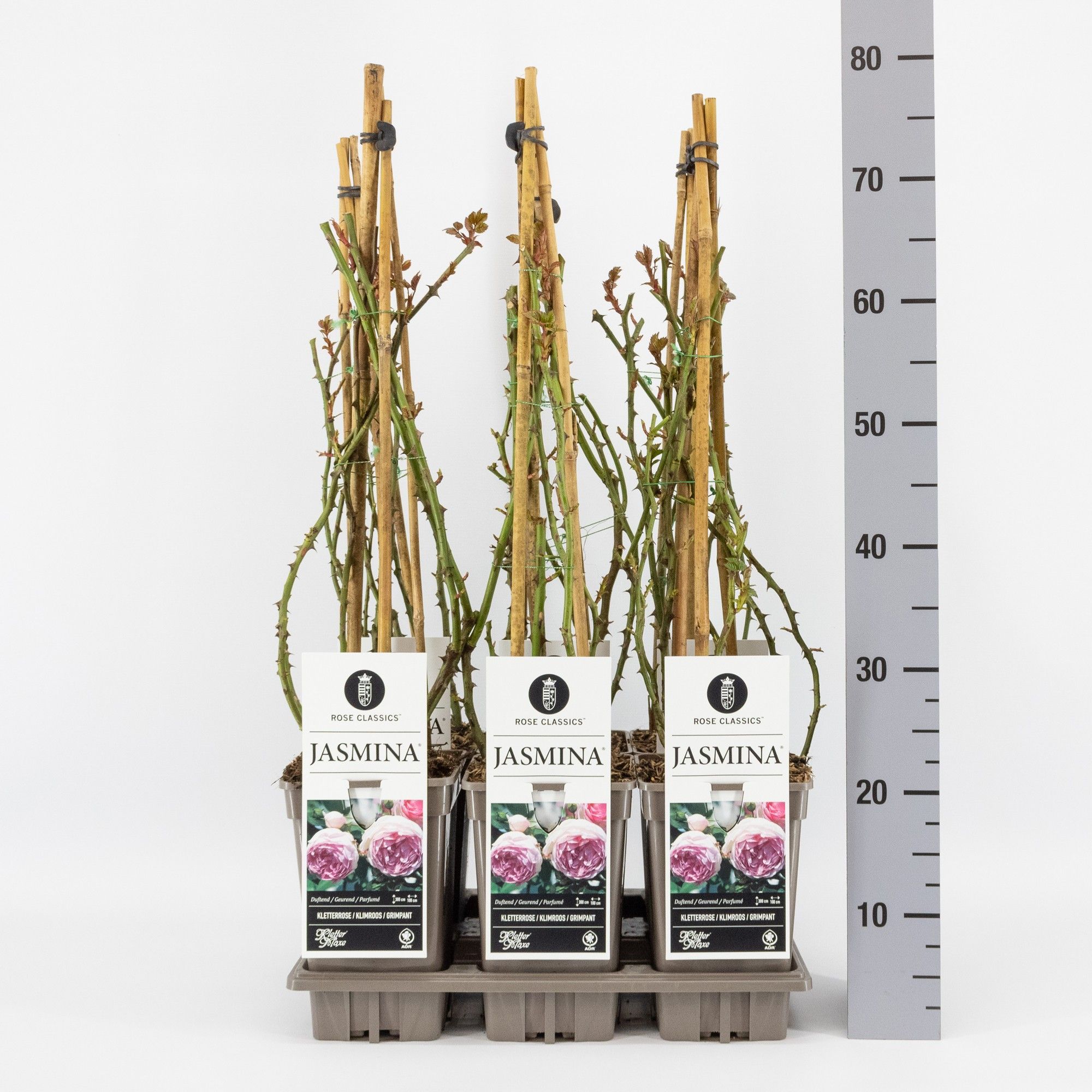 Rosa (K) Jasmina ®, C3, 3 stok 75cm, D 17