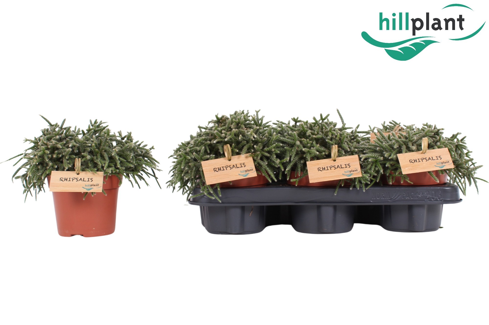 Rhipsalis pilocarpa 12 cm, D 12