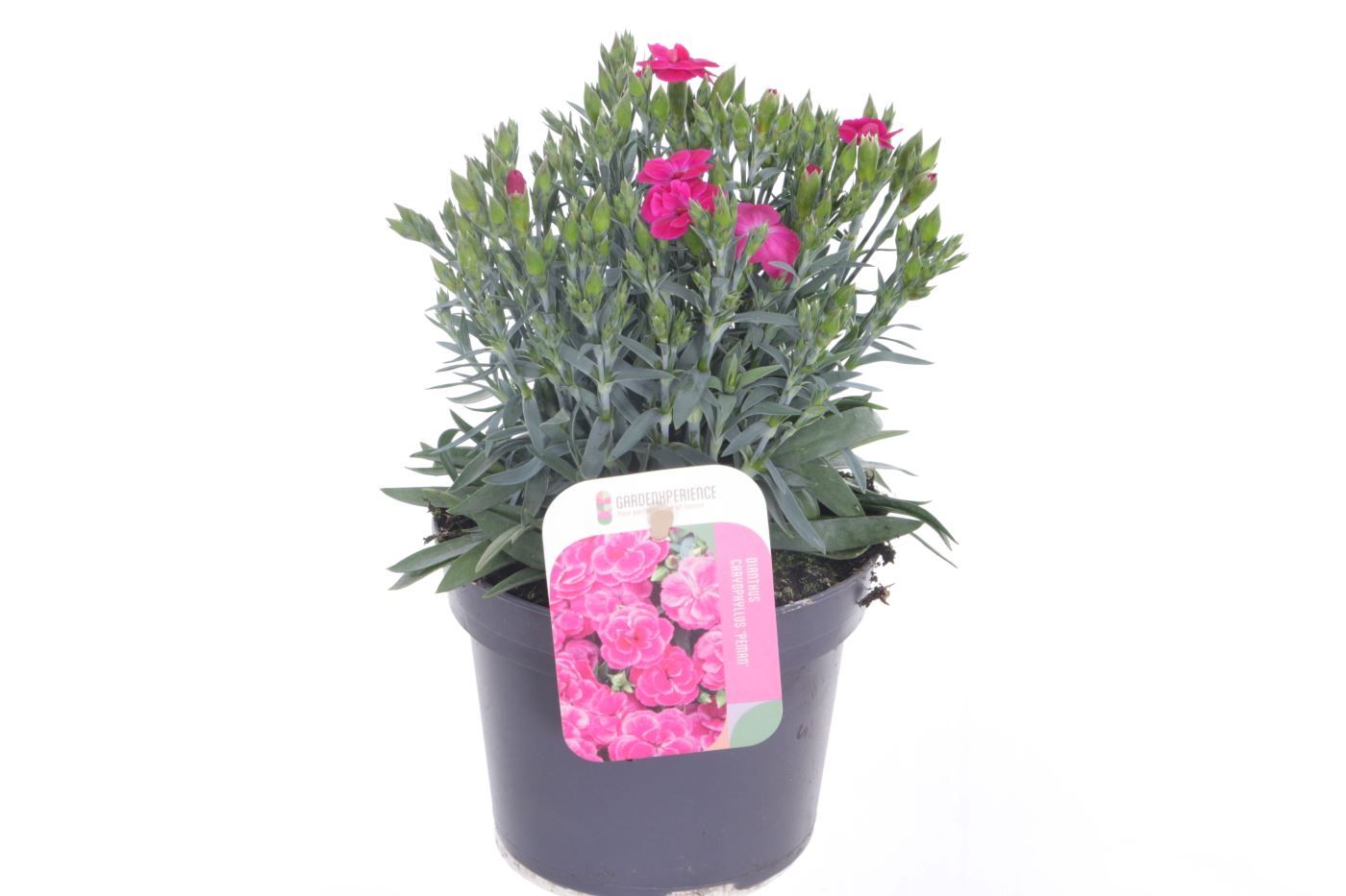 Dianthus caryophyllus Peman Violet, D 13