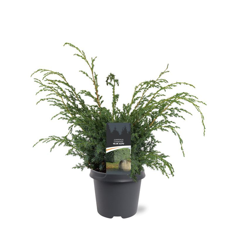 Juniperus chinensis 'Blue Alps', D 23