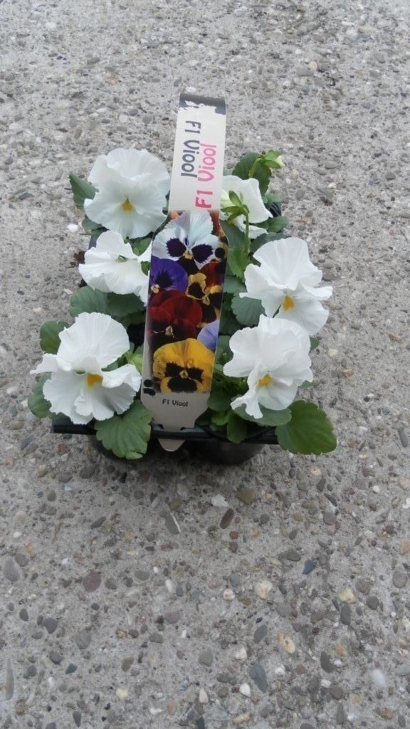 Viola F1 mixkar in sixpack, D 9