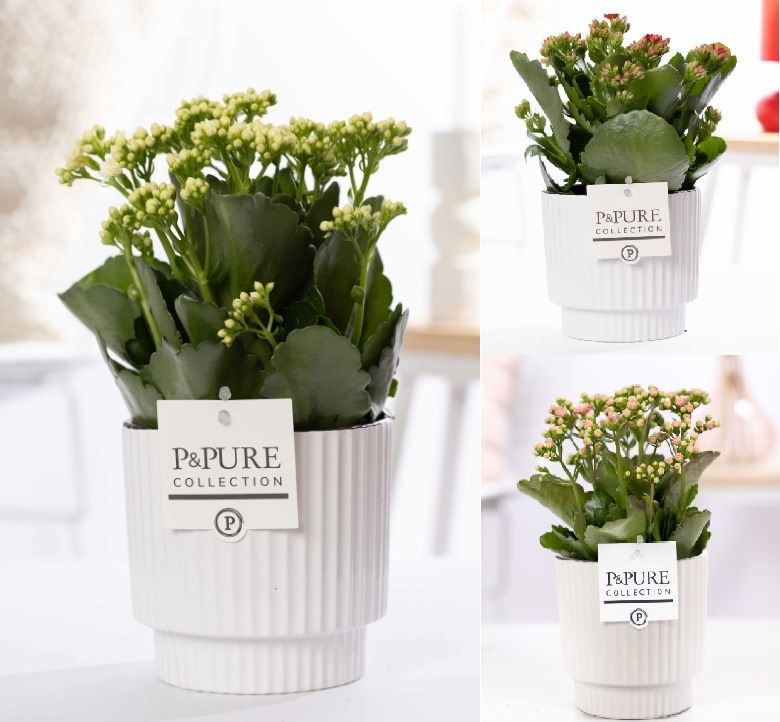 Kalanchoe mix in P&PUREIvy ceramics shiny white, D 12