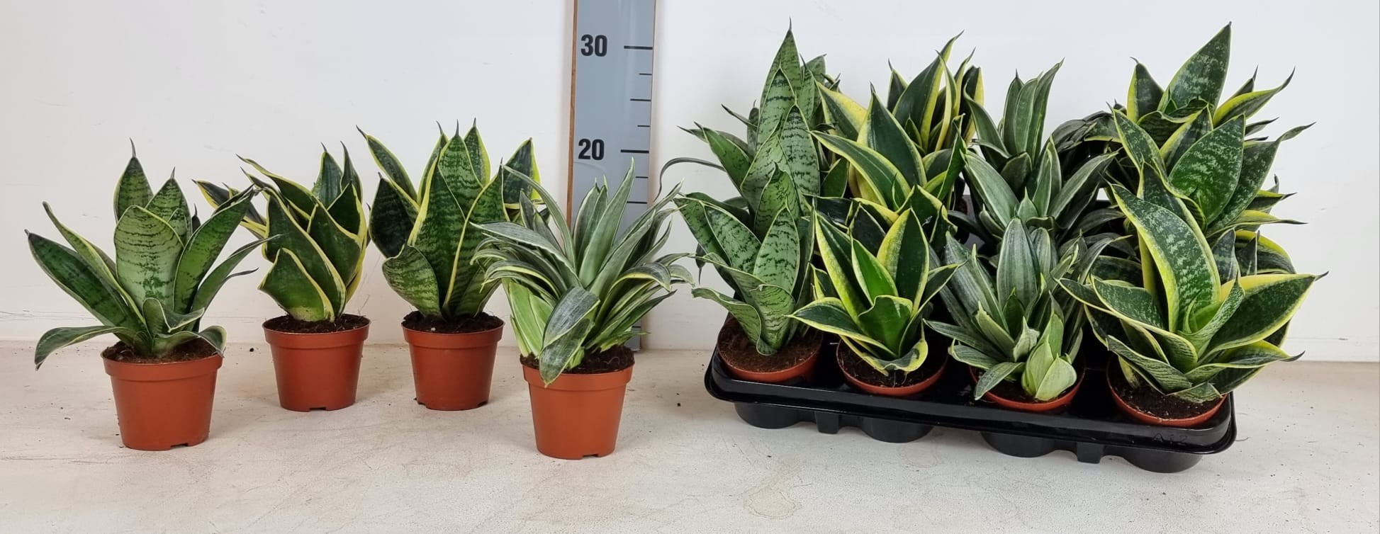 Sansevieria trifasciata Mix 8,5cm, D 8,5
