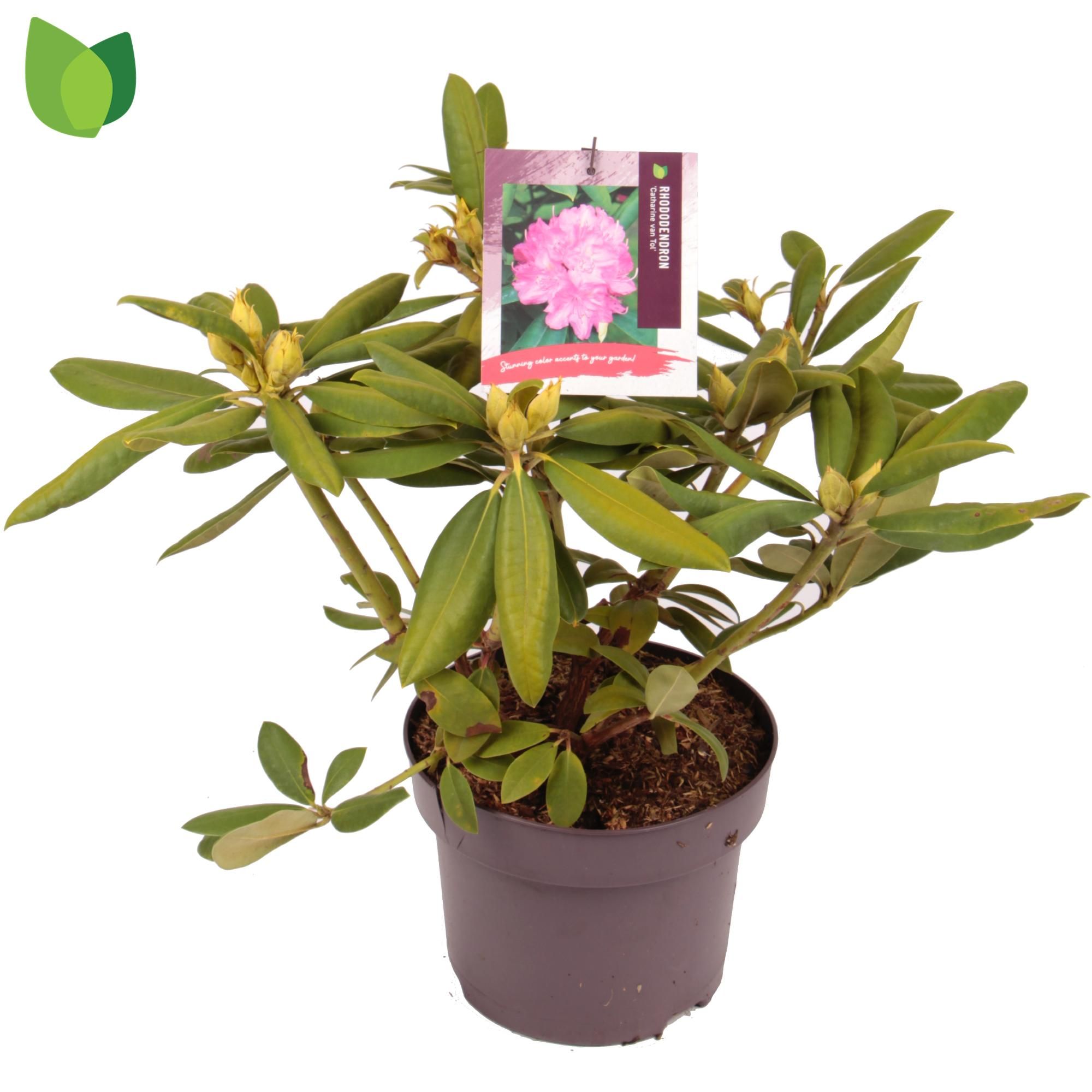 Rhododendron 'Catharina van Tol' C5/P23, D 23