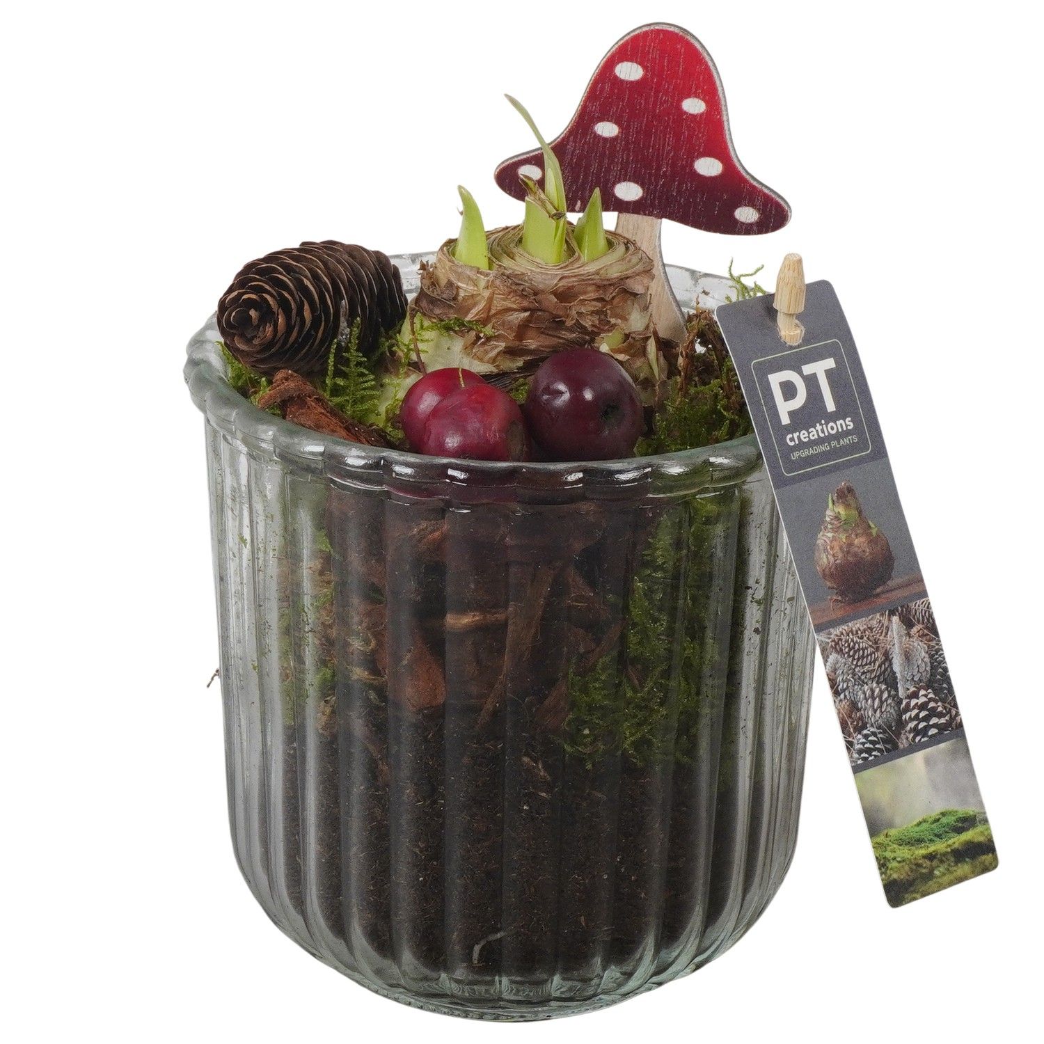 PTAA7582 Arrangement Amaryllis in glazen vaas, D 12 cm