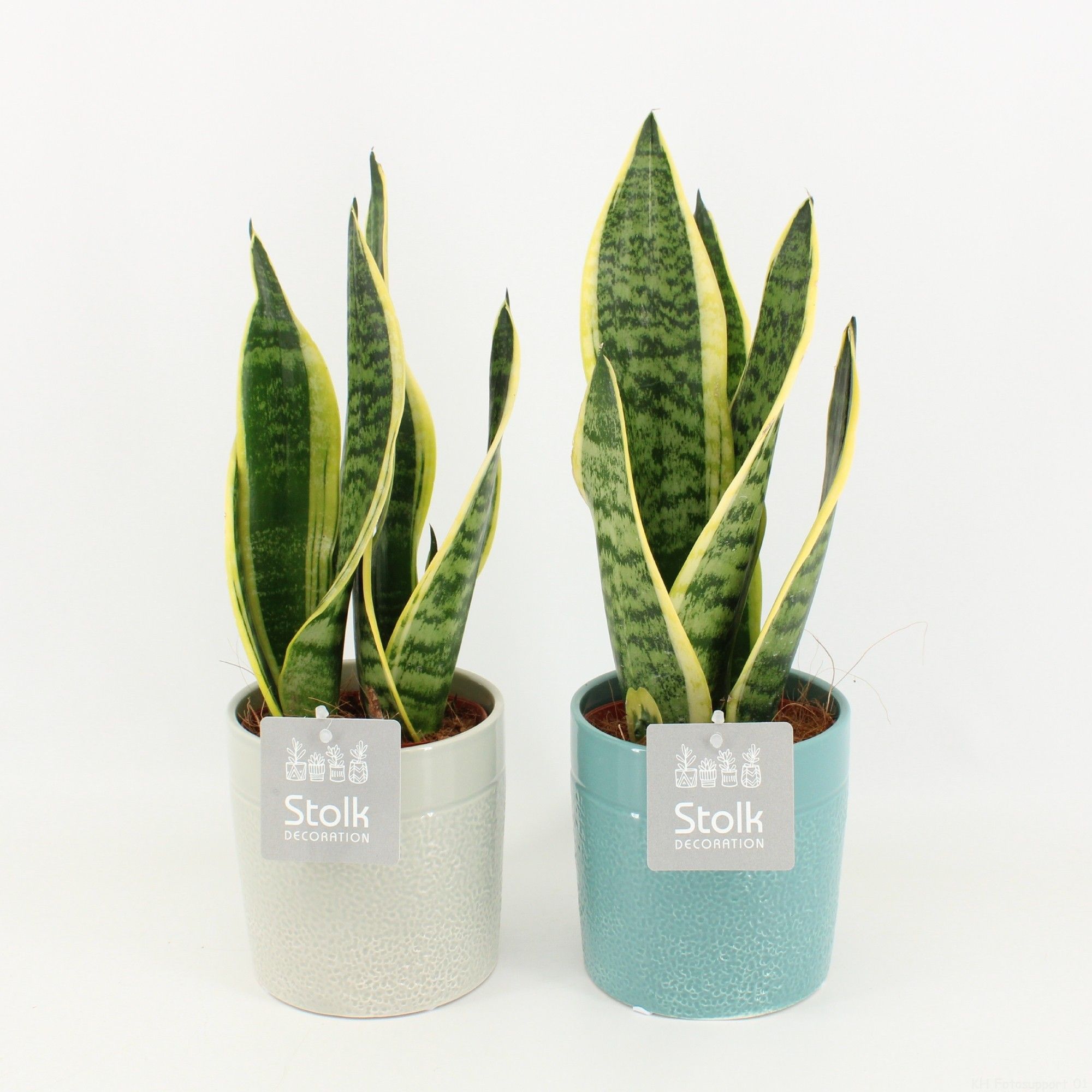 Sansevieria trifasciata Futura Superba in Tess keramiek, D 13