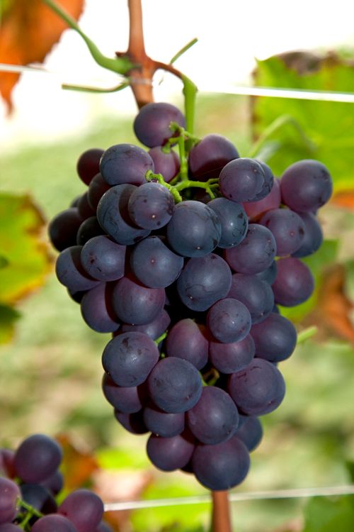 Vitis 'Zilga' +Bee label, D 15