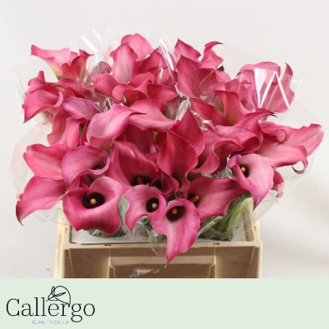 Калла Зазу 35, шт.