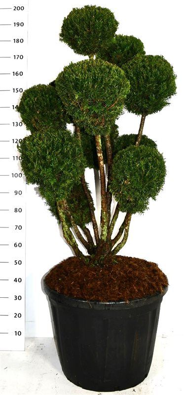 Taxus media 'Hillii', D 60
