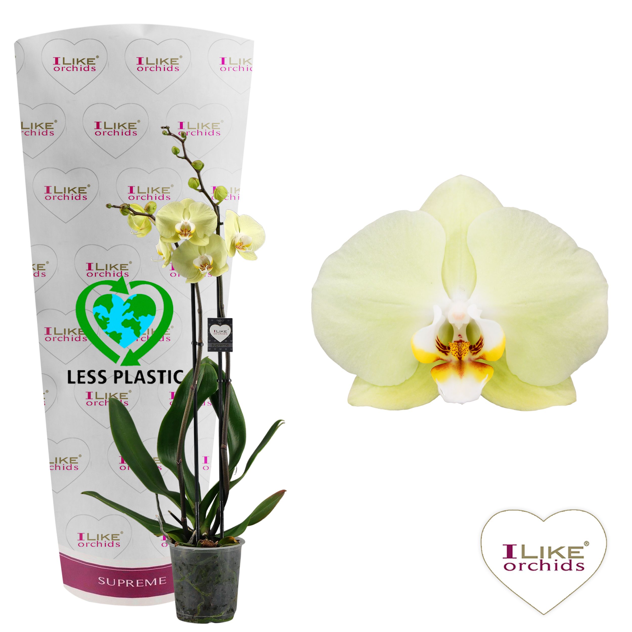 Phalaenopsis Golden Coin - 2 tak 80cm (Less Plastic), D 12