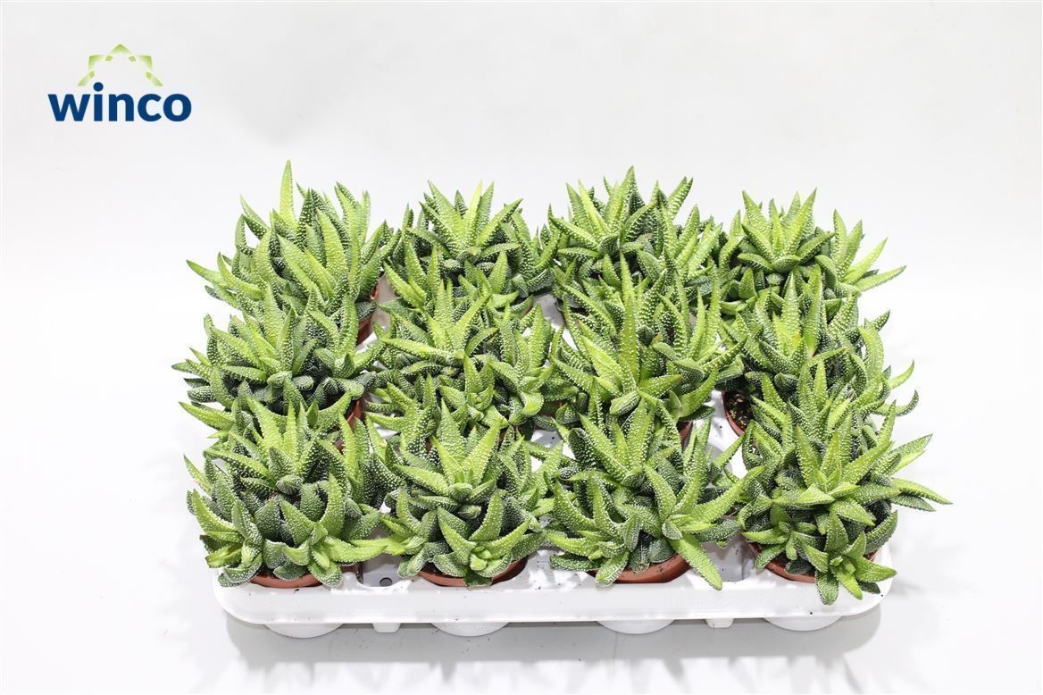 Haworthia Eon (group), D 8,5 cm