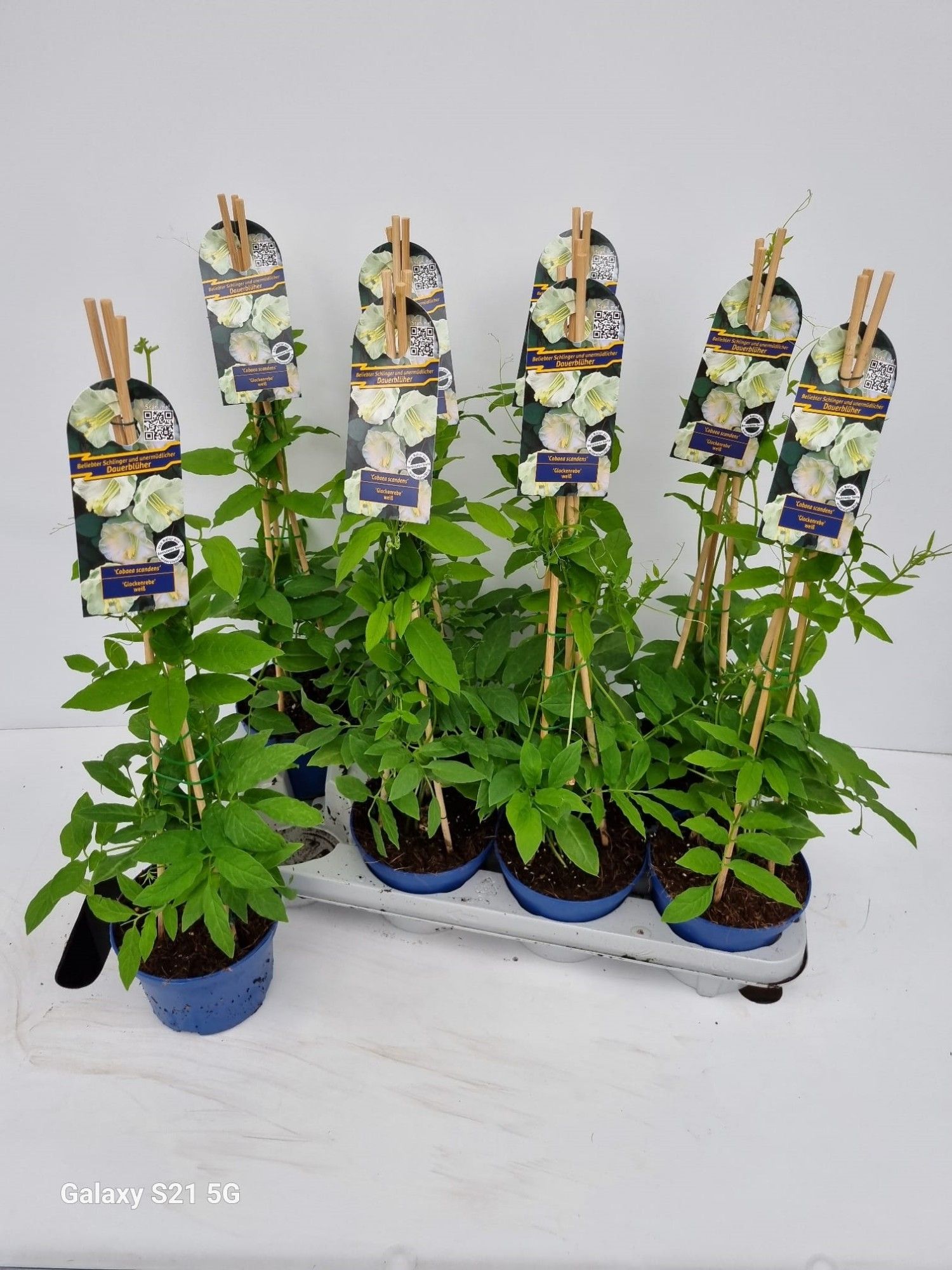 Cobaea scandens, piramide, wit, D 13