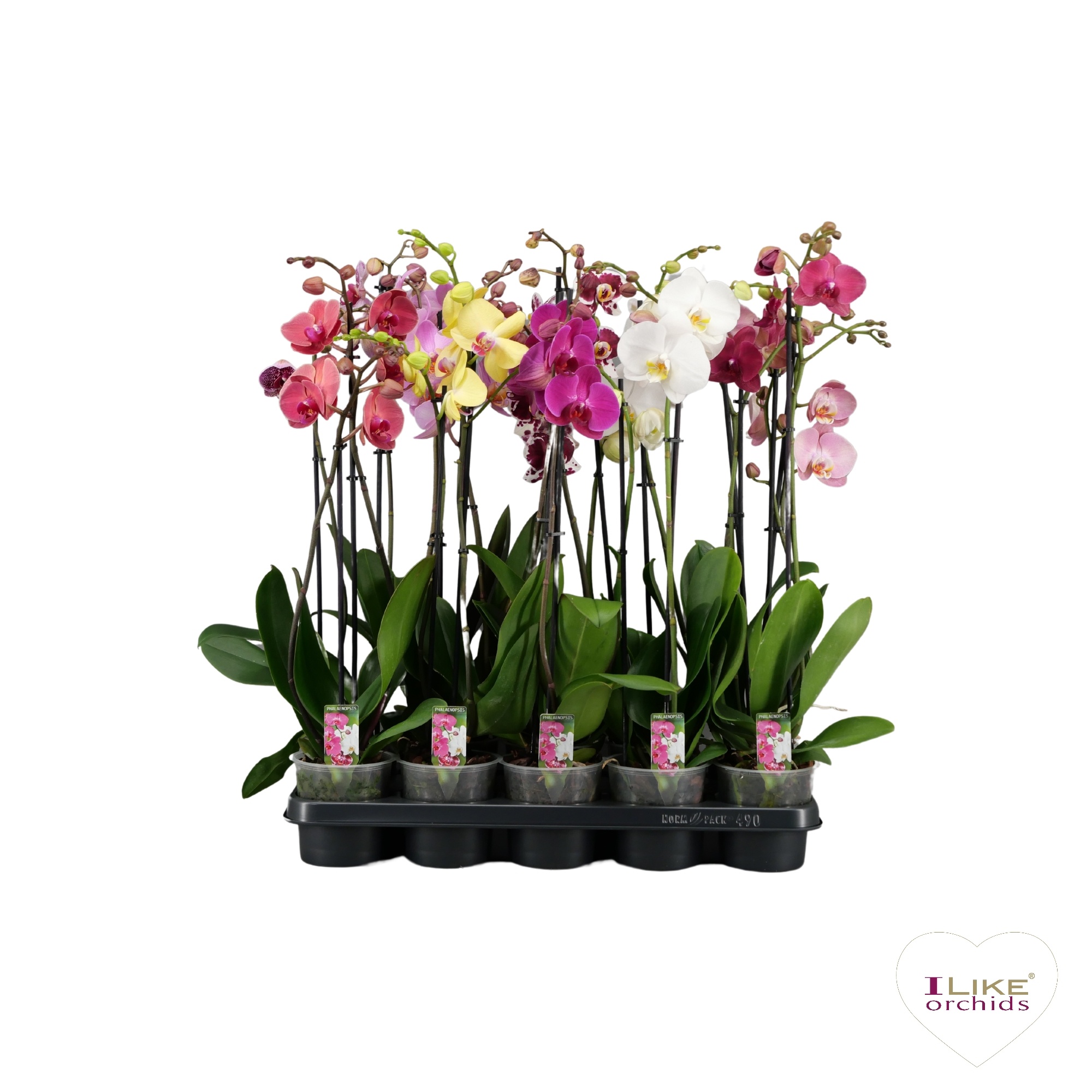 Phalaenopsis mix - 2 tak 70cm A2, D 12 cm