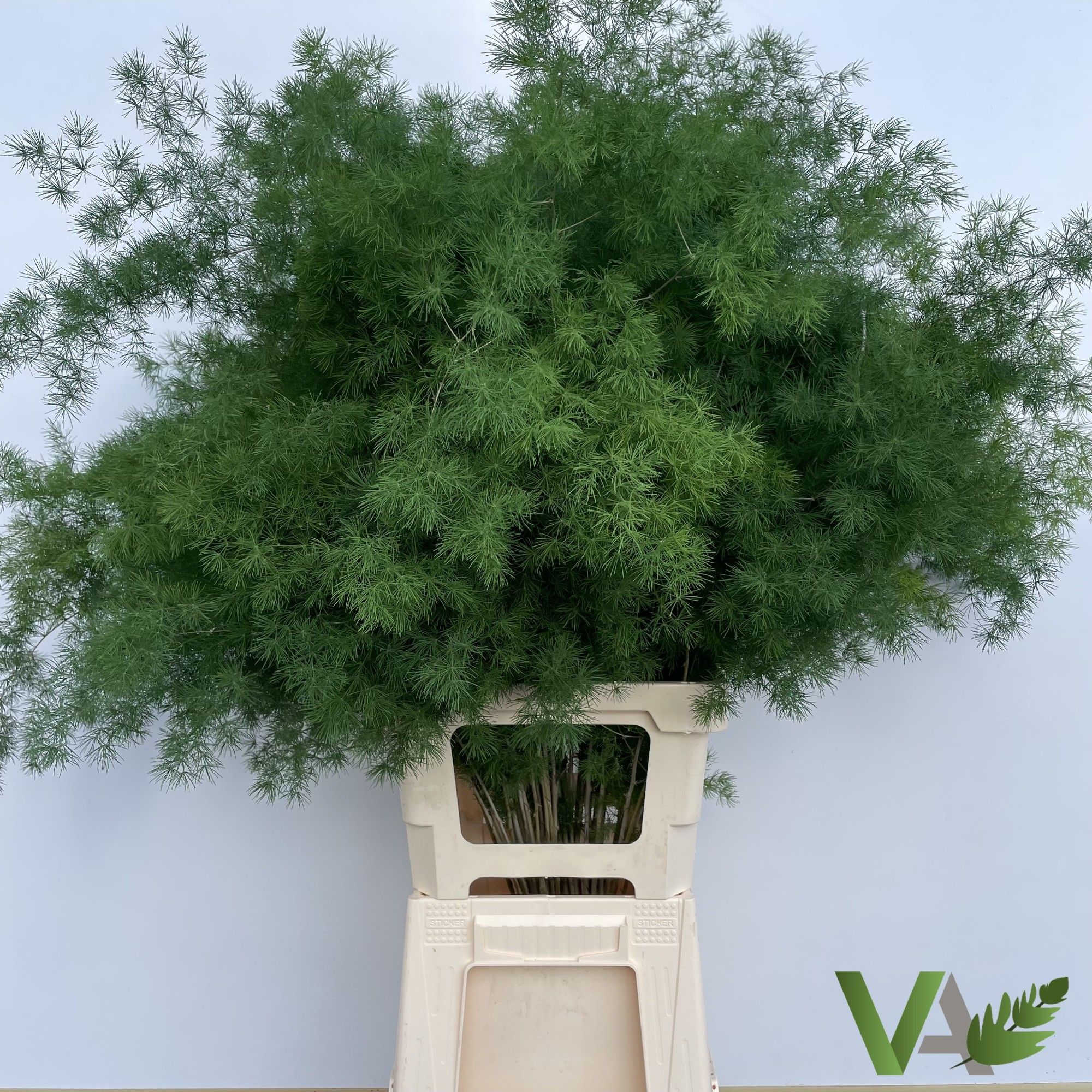 Аспарагус Умбелатус 85, шт.