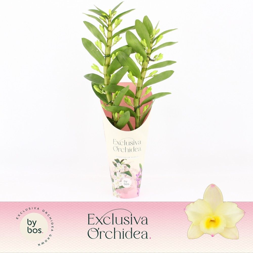 Dendrobium Nobilé, Tweety 2-spike 'Exclusiva Orchidea' Potcover, D 12