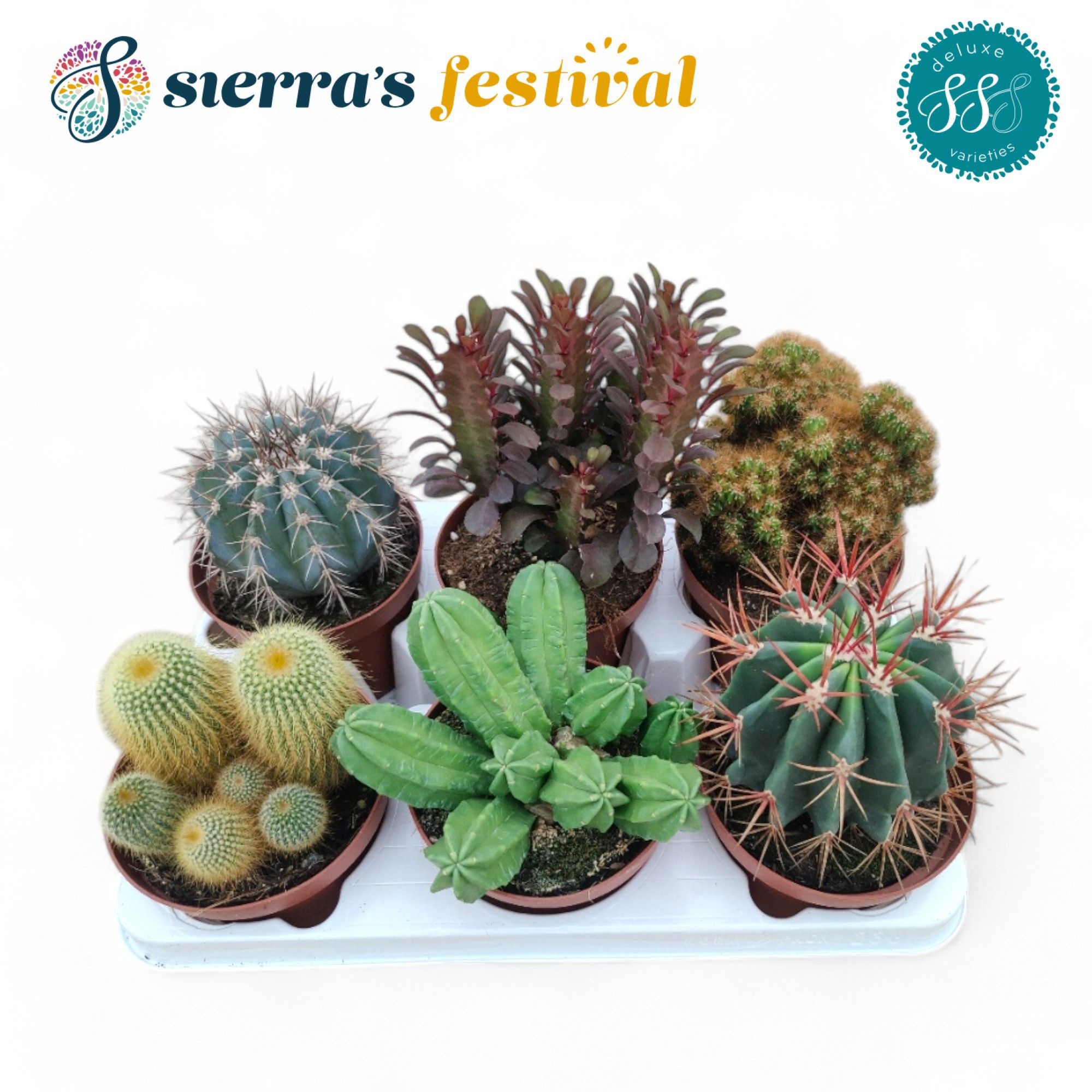 Festival® - Cactus Mix (Deluxe), D 13