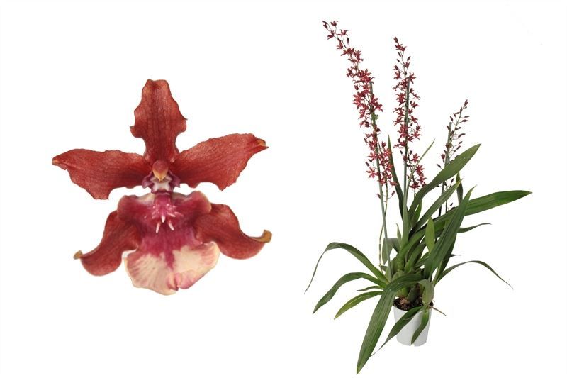 Oncidium p12 Sharry Baby 3T, D 12