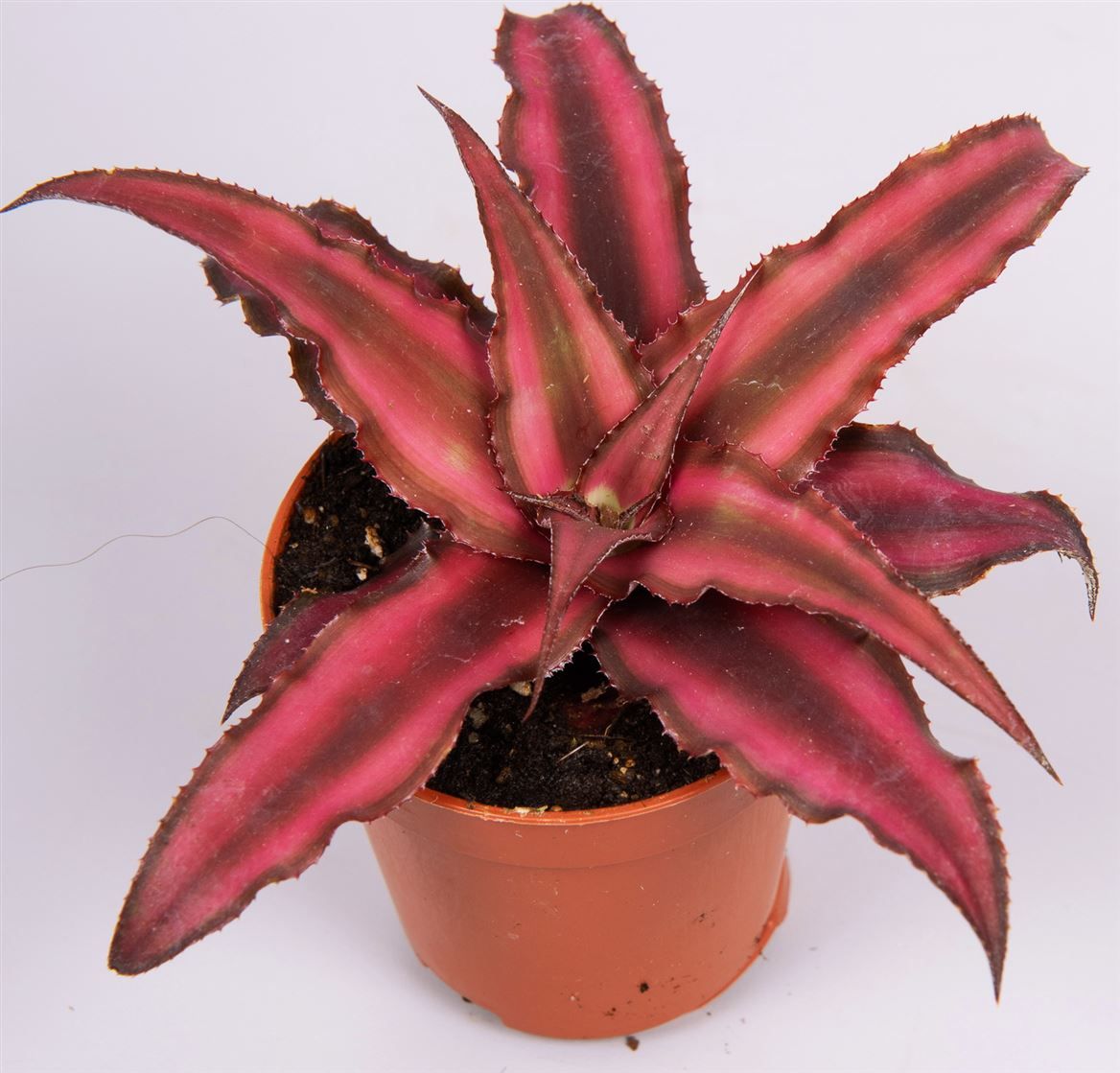 Cryptanthus biv. 'Red Star', D 5,5