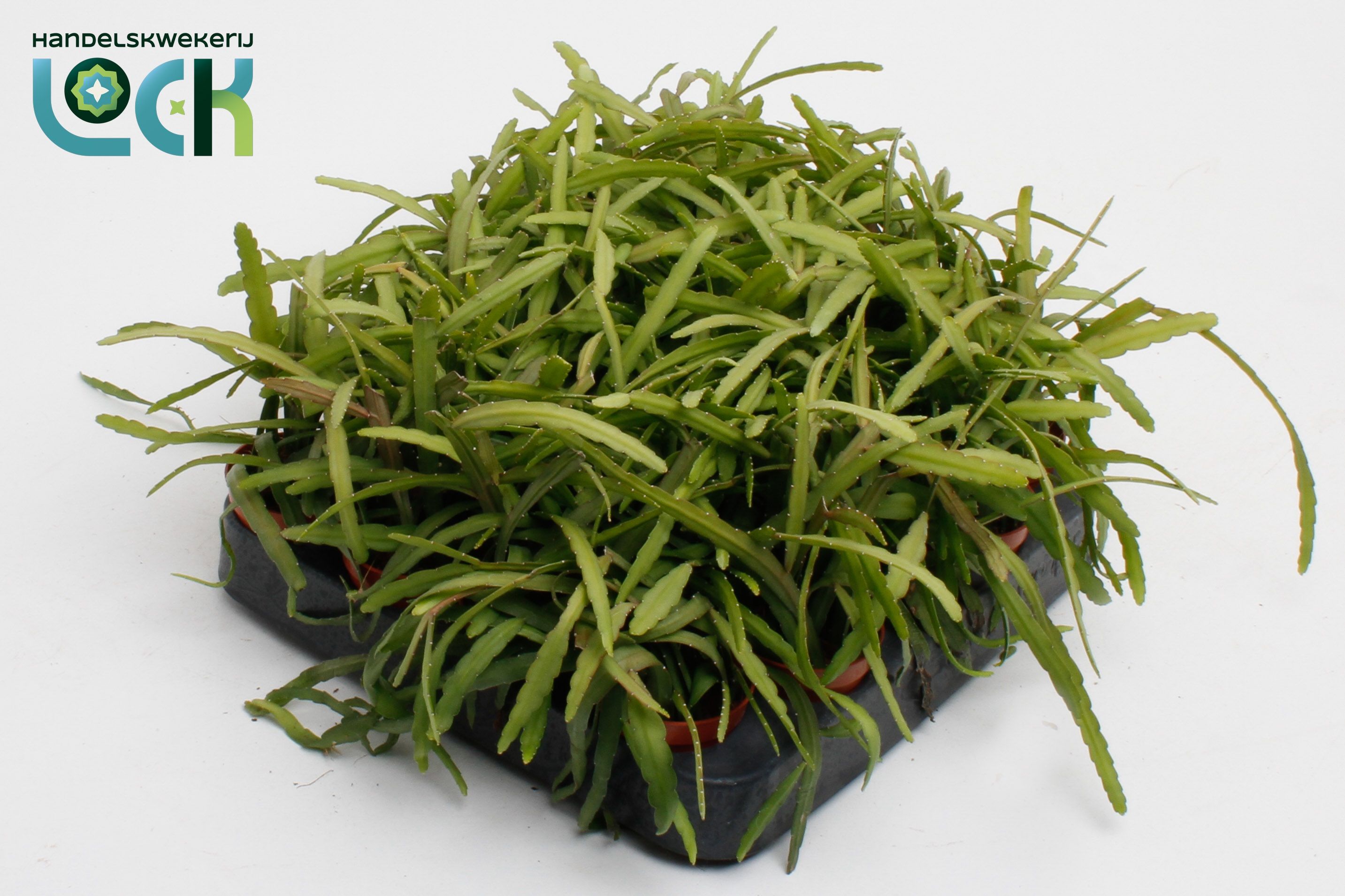 Lepismium Bolivianum, D 5,5