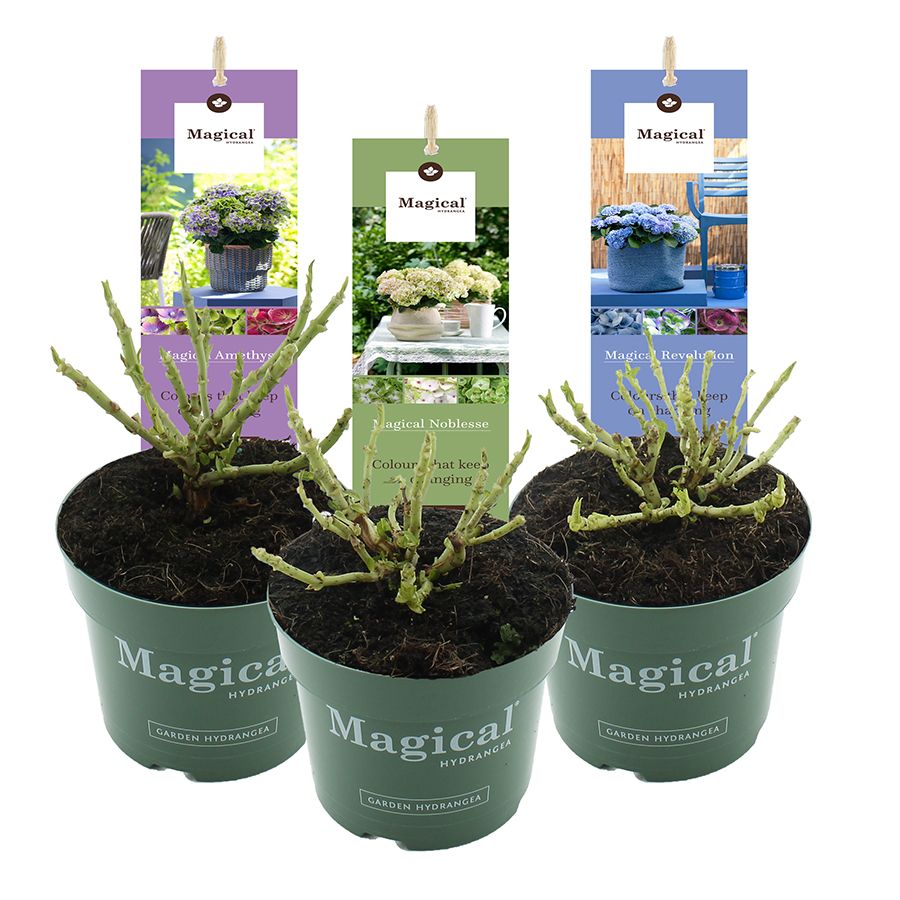 Hydrangea macr. Magical® MIX C2 (17cm.), D 17
