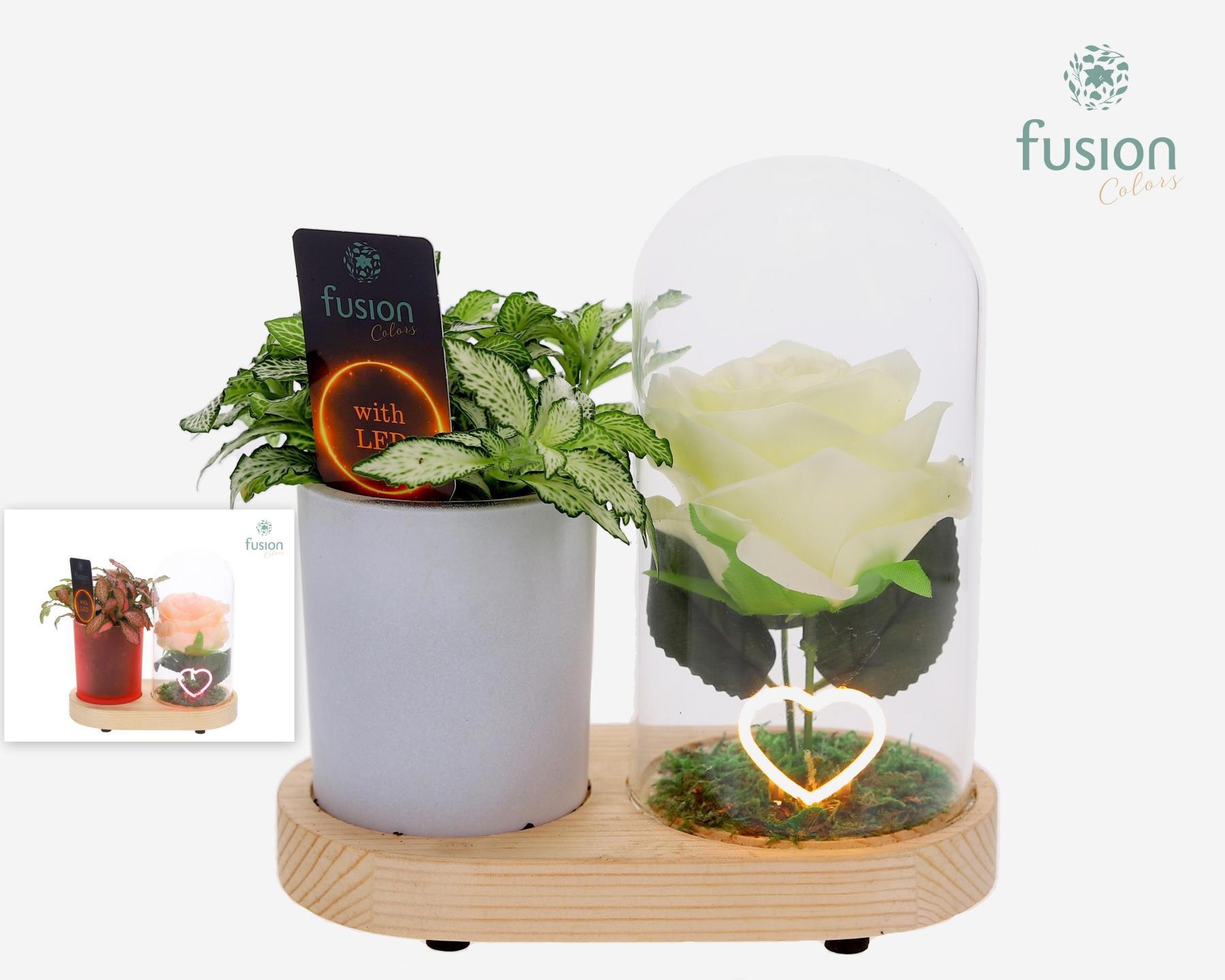 LED Lichtbal Hart houten planter met Fittonia, D 17