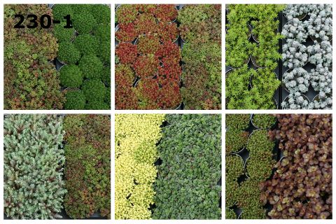 Rotsplanten 9 cm op soort, D 9