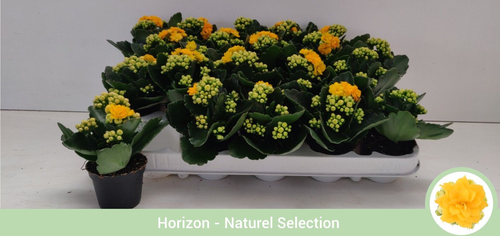 TDM P6 : Kalanchoë dubbelbloemig GEEL - geen hoes, D 6