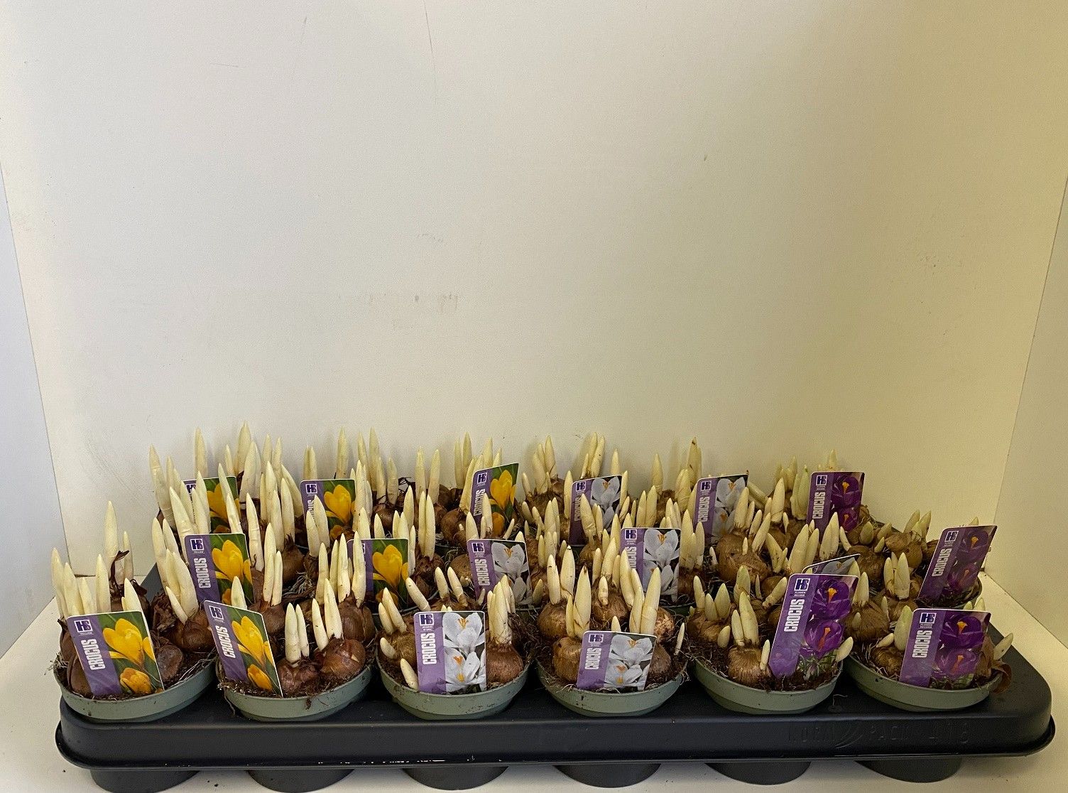 9 cm crocus gemengd in olijfgroene pot, D 9