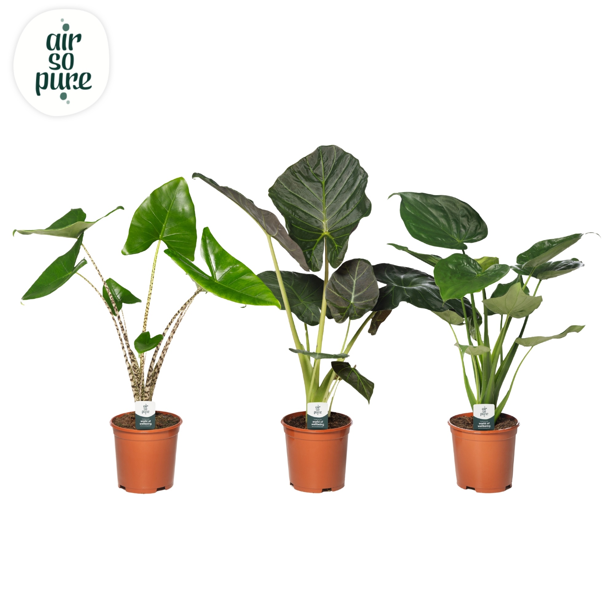 Alocasia Gemengd p21 (Air so Pure), D 21
