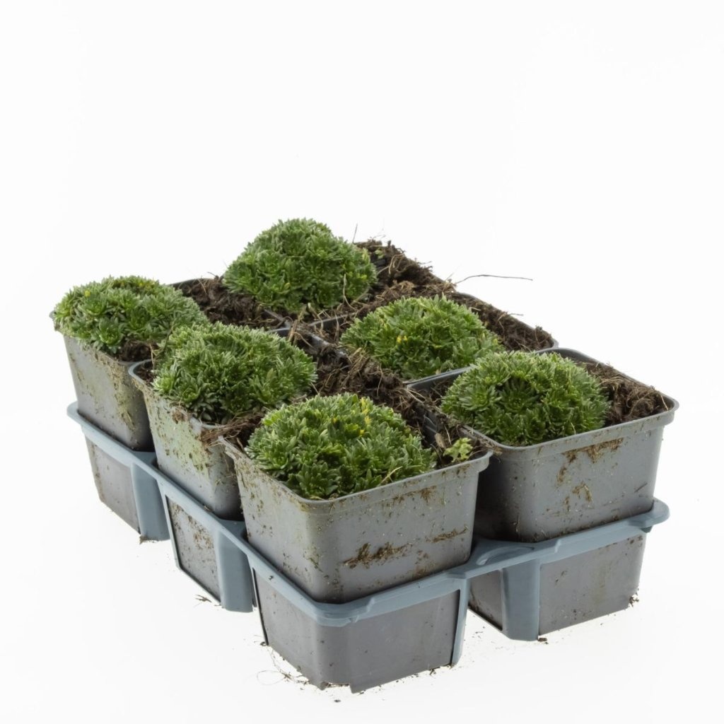 Saxifraga 'White Pixie', D 9