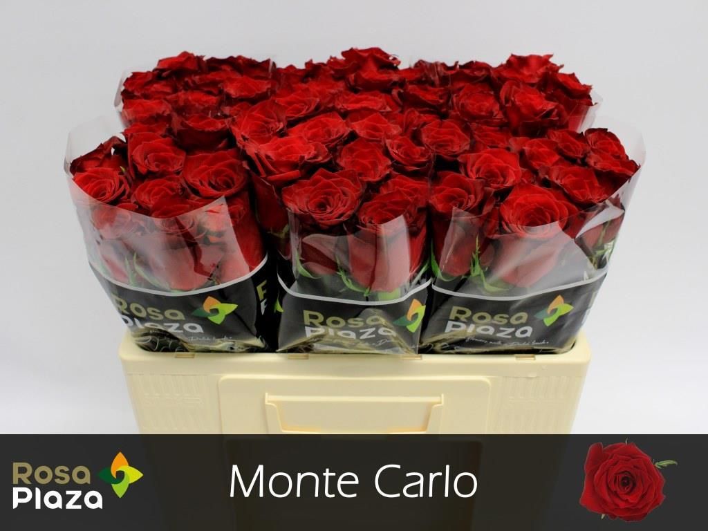 Роза од. Монте Карло 50, шт.