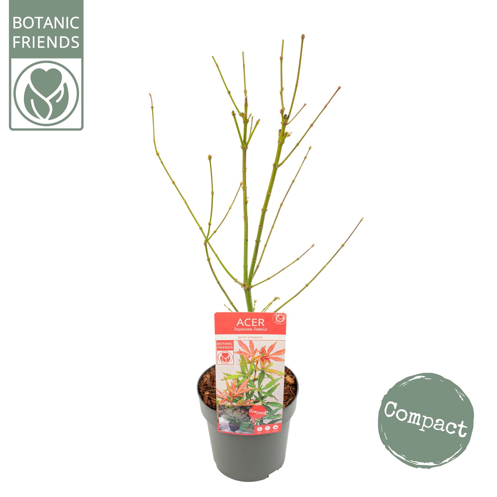 Acer palm. 'Jerre Schwartz', D 19