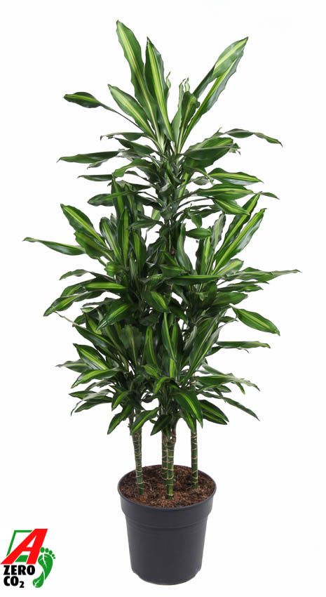 Dracaena Cintho 90-carrousel, D 31