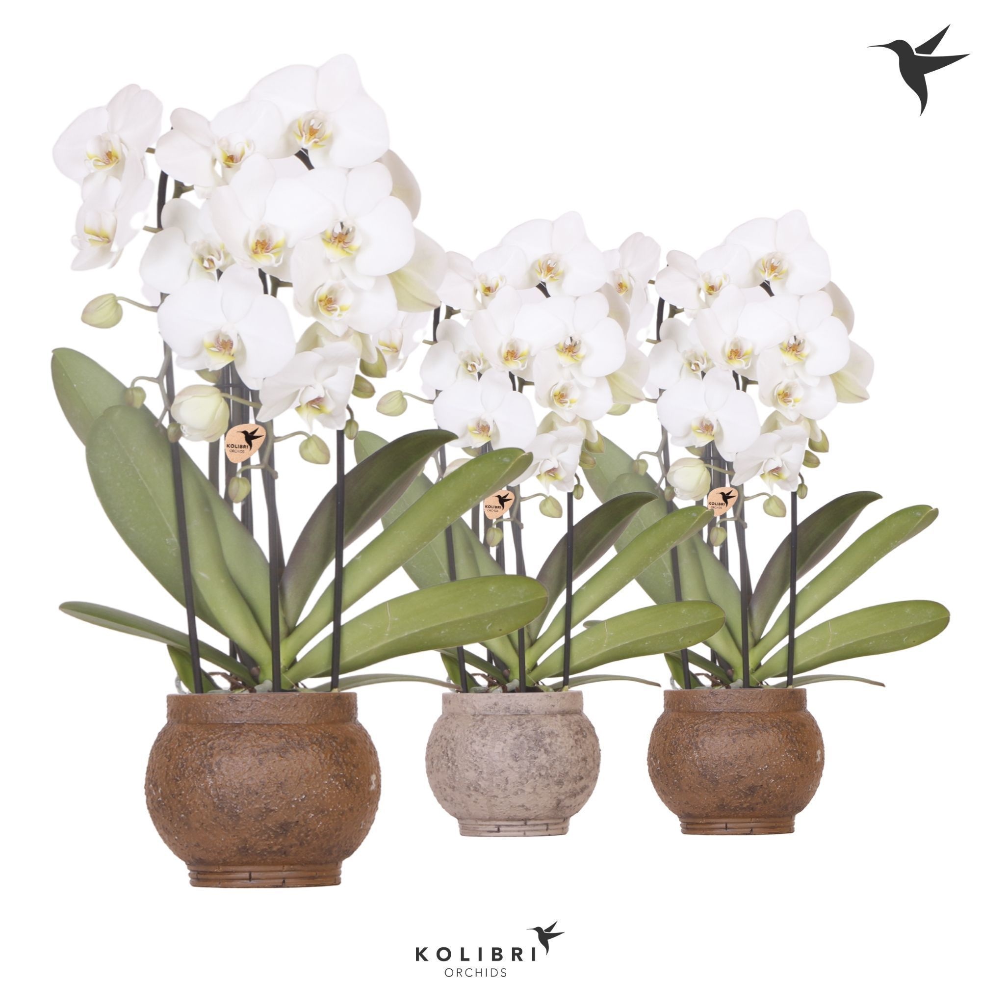 Kolibri Orchids Cascade Niagara Fall white 3 spike in Ancient pot brown mix, D 12