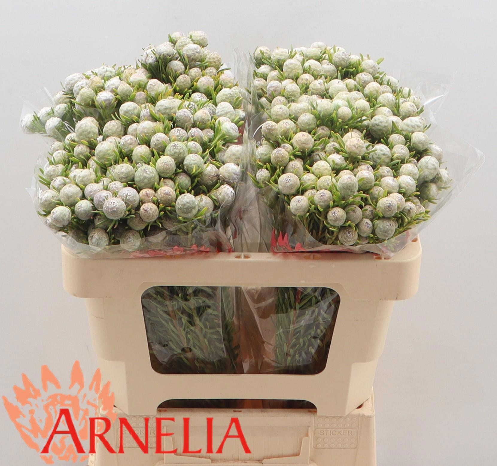 Леукадендрон Джейд Перл Спрей 50, шт.