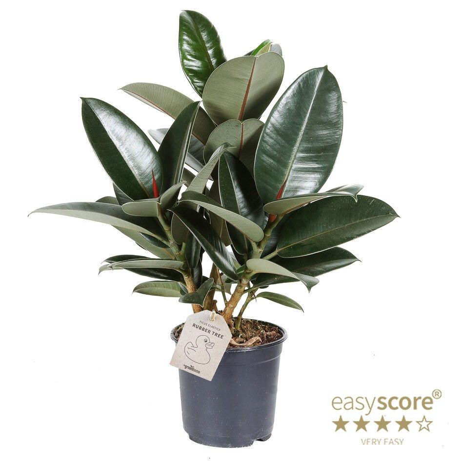 Ficus elastica ´Robusta´, D 17 cm