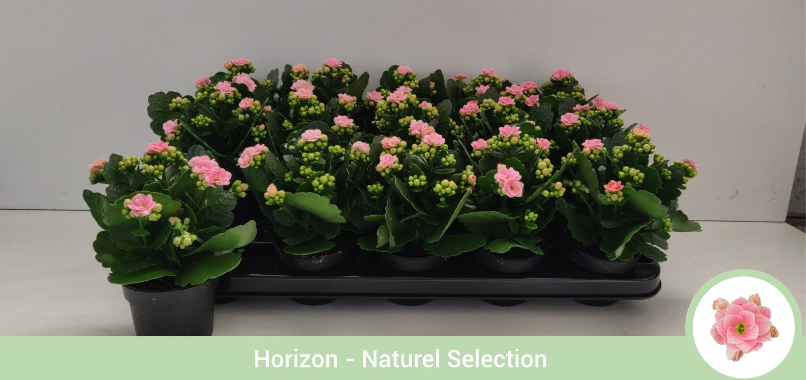 TDM P9 : Kalanchoë dubbelbloemig ROZE- geen hoes, D 9