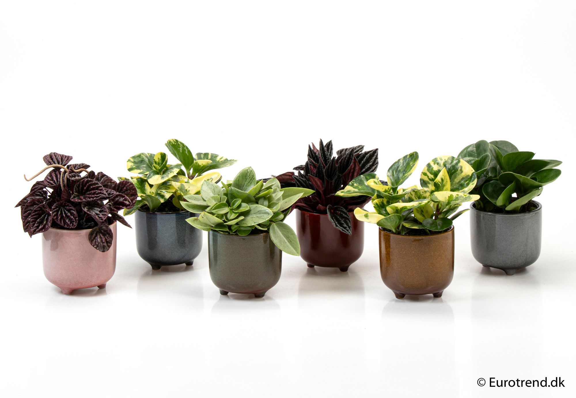 Peperomia mix in 11 cm ceramic - New Look 2025, D 6
