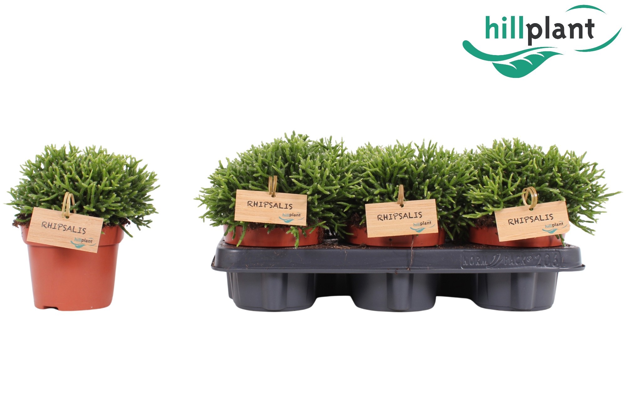 Rhipsalis cereuscula 12 cm, D 12