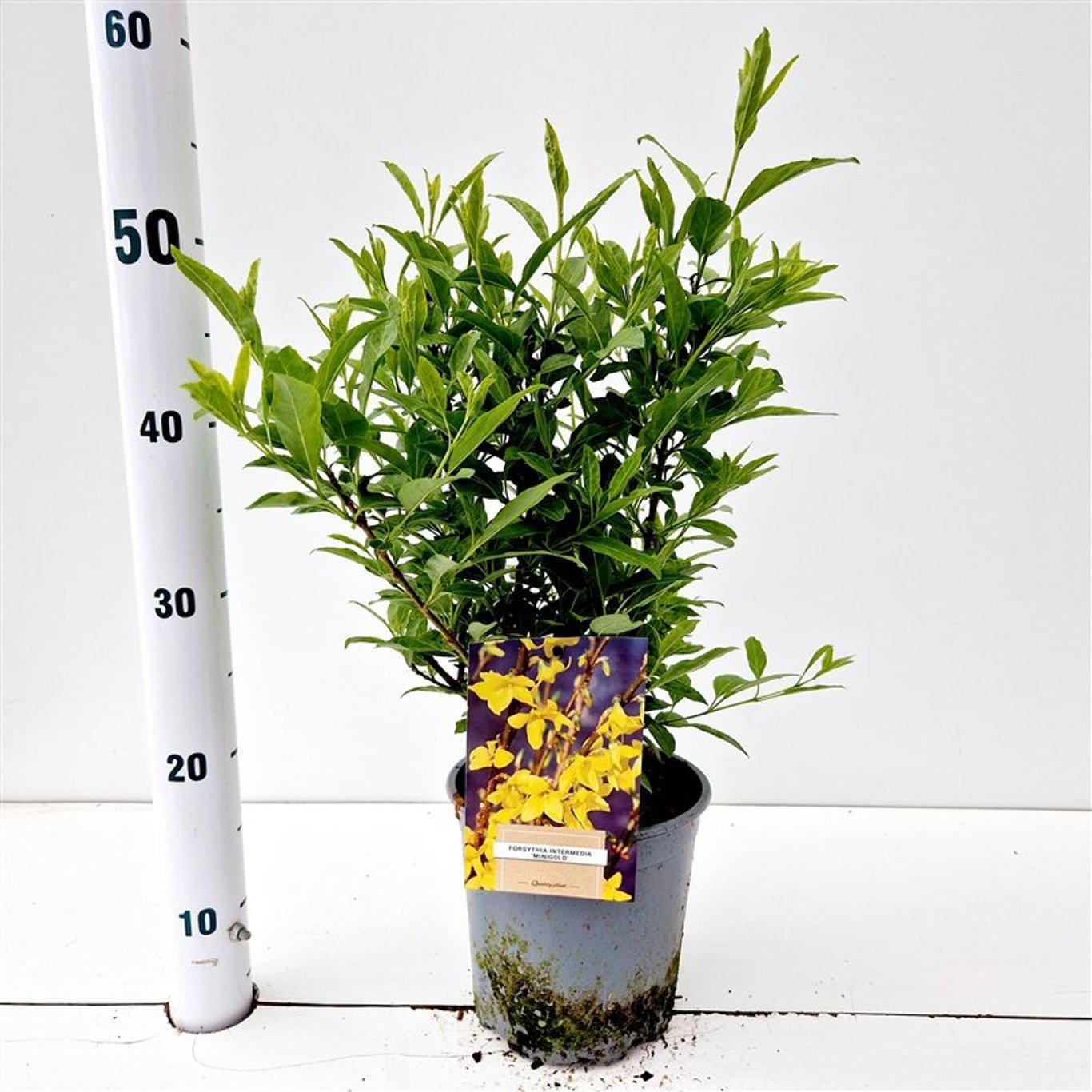 Forsythia intermedia 'Minigold', D 17 cm