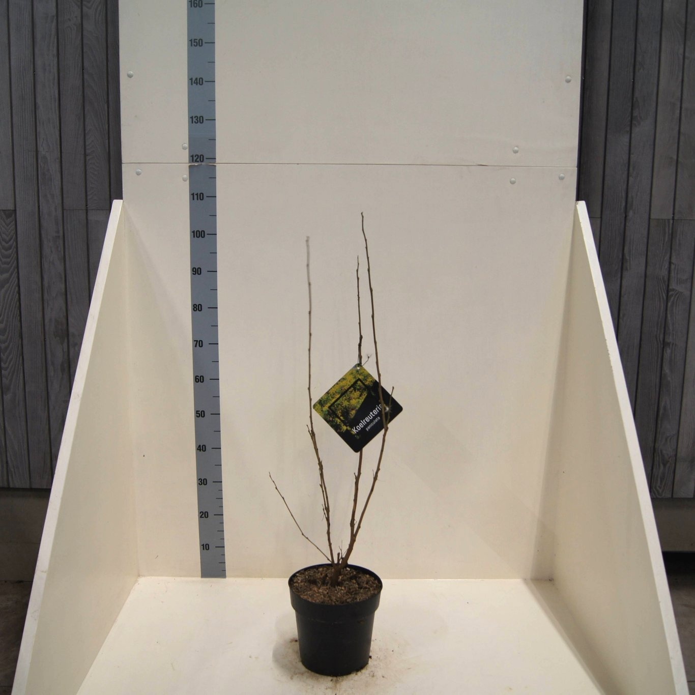 Koelreuteria paniculata, D 24