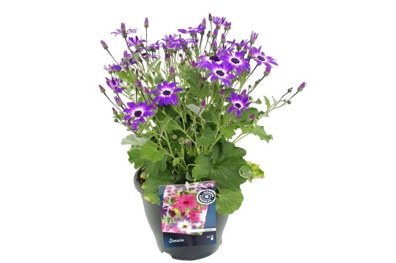Pericallis Senetti Violet Bicolor, D 23