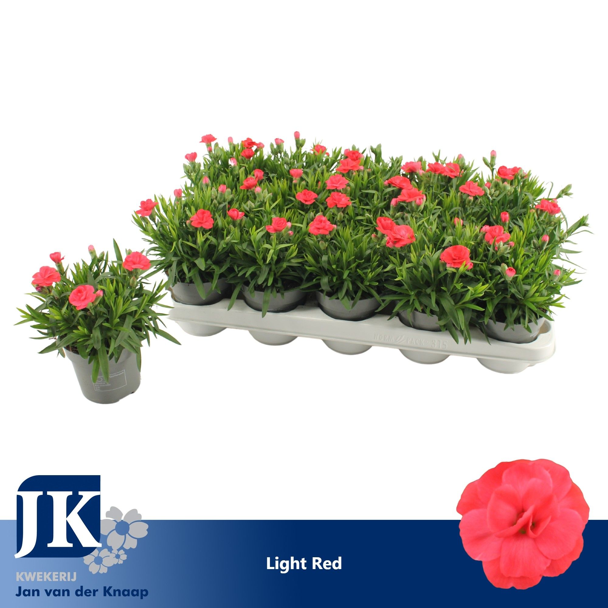 Dianthus Light Red, D 10,5